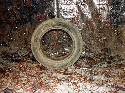 information, by Zeni Ballazhi