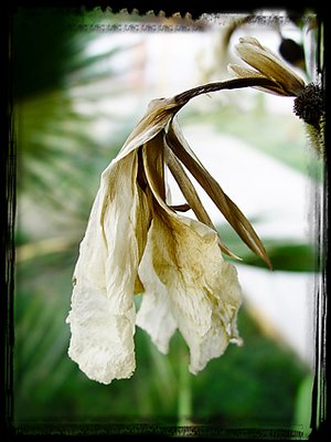 Flora 3, by Fahredin Spahija