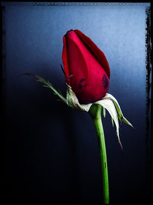 The Rose, by Fahredin Spahija