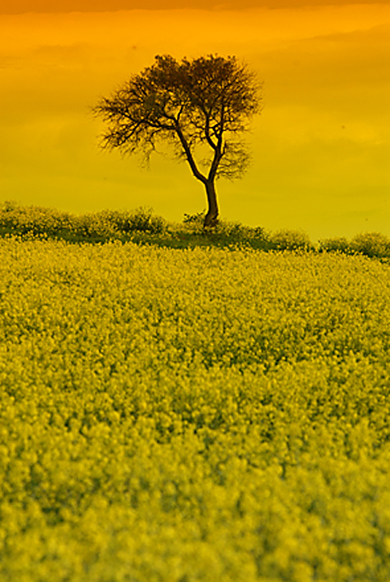 Untitled, by Afrim Spahiu