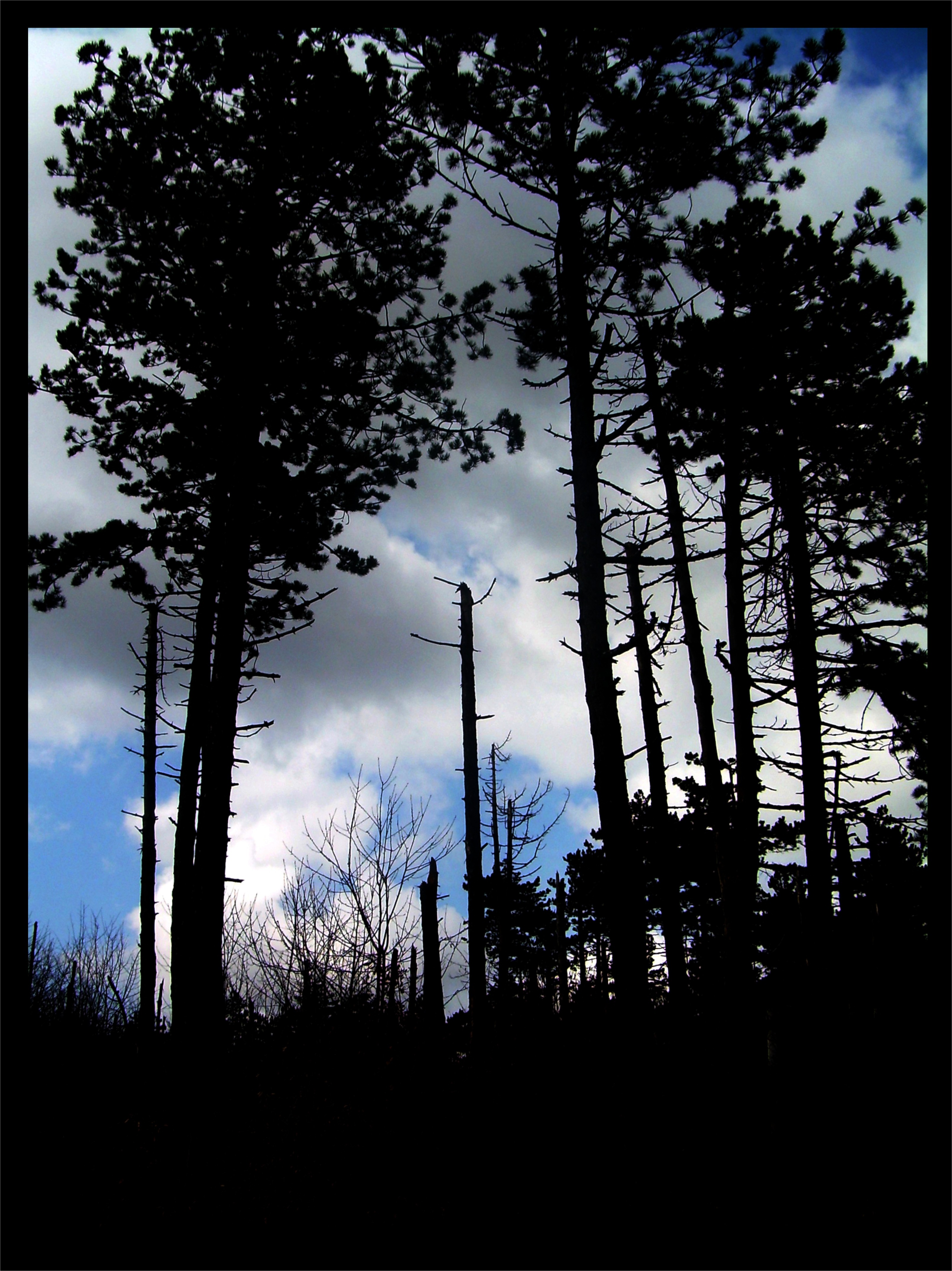 Beauty and the Beast, by Lul�zim Sh. Makolli