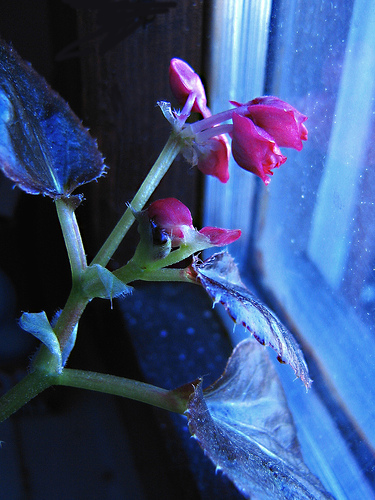 Flower in the window, by Kushtrim Balaj