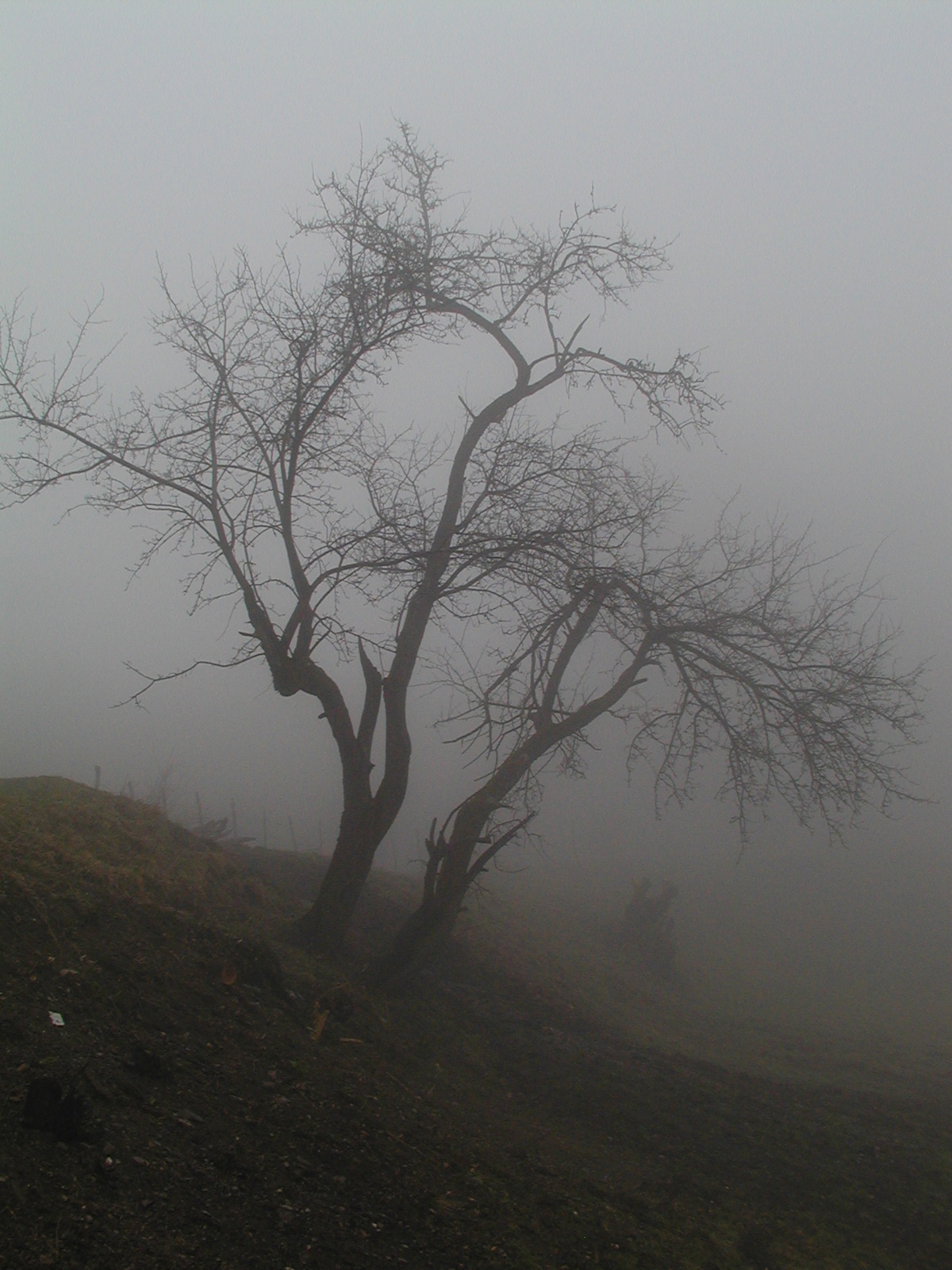 Vetmia n� mjegull, by Fatos Zogaj