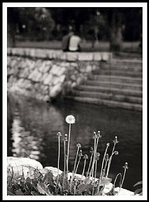 lulja e kujtimit, by Dashmir Izairi