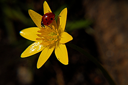 C'est la vie ! 3, by Afrim Spahiu