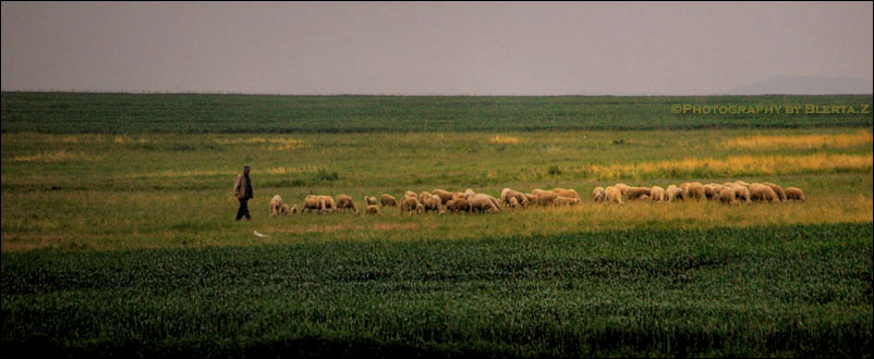 Green Fields, by Blerta Zab�rgja