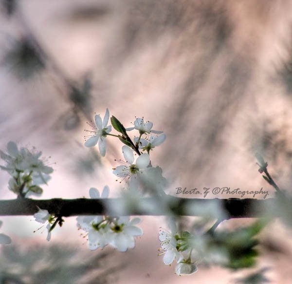 The way she sings..., by Blerta Zab�rgja