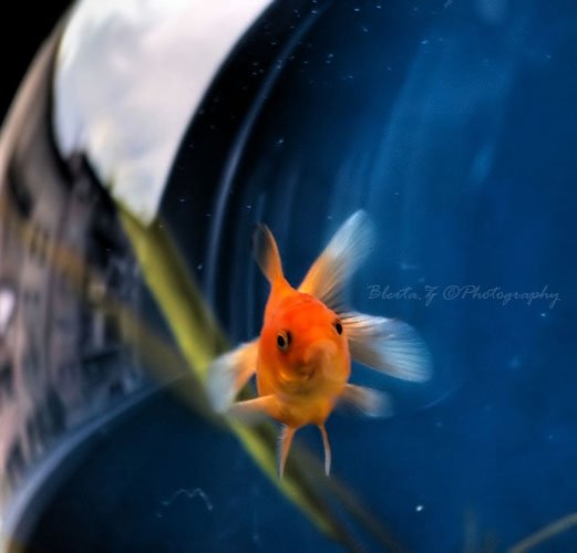 This is my Bowl, by Blerta Zab�rgja